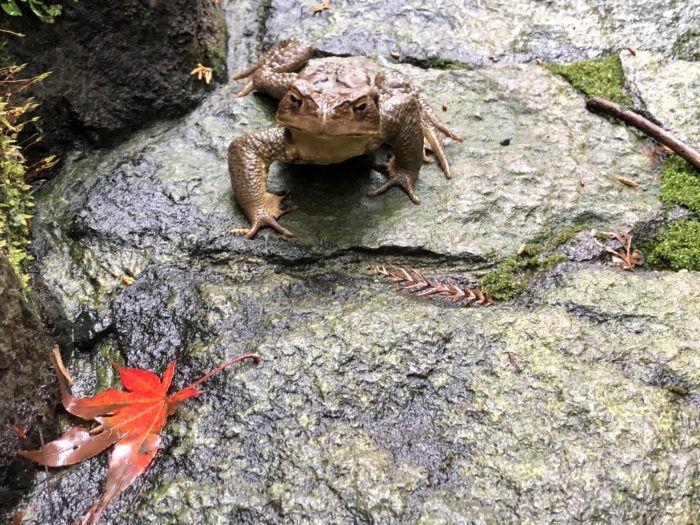 大雄山最乗寺のカエル