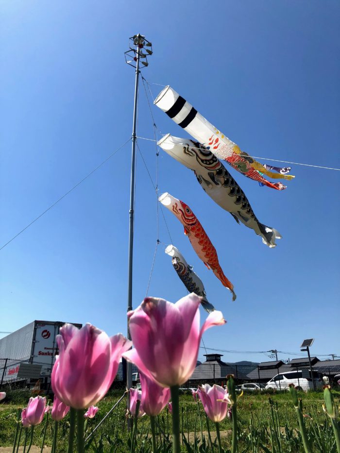 道の駅 足柄とチューリップとこいのぼり