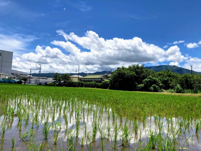 田んぼの風景