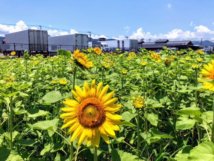 道の駅 足柄とひまわり