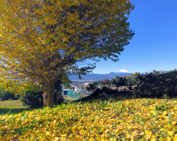 BIOTOPIA イチョウ並木と富士山
