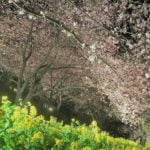 松田山ハーブガーデンのまつだ桜まつり