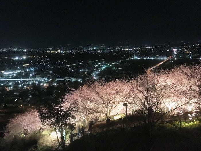 松田山ハーブガーデンのまつだ桜まつり