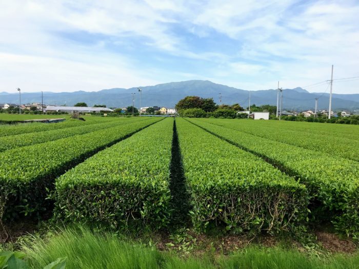 足柄平野の茶畑