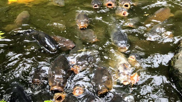 報徳二宮神社の神池の鯉