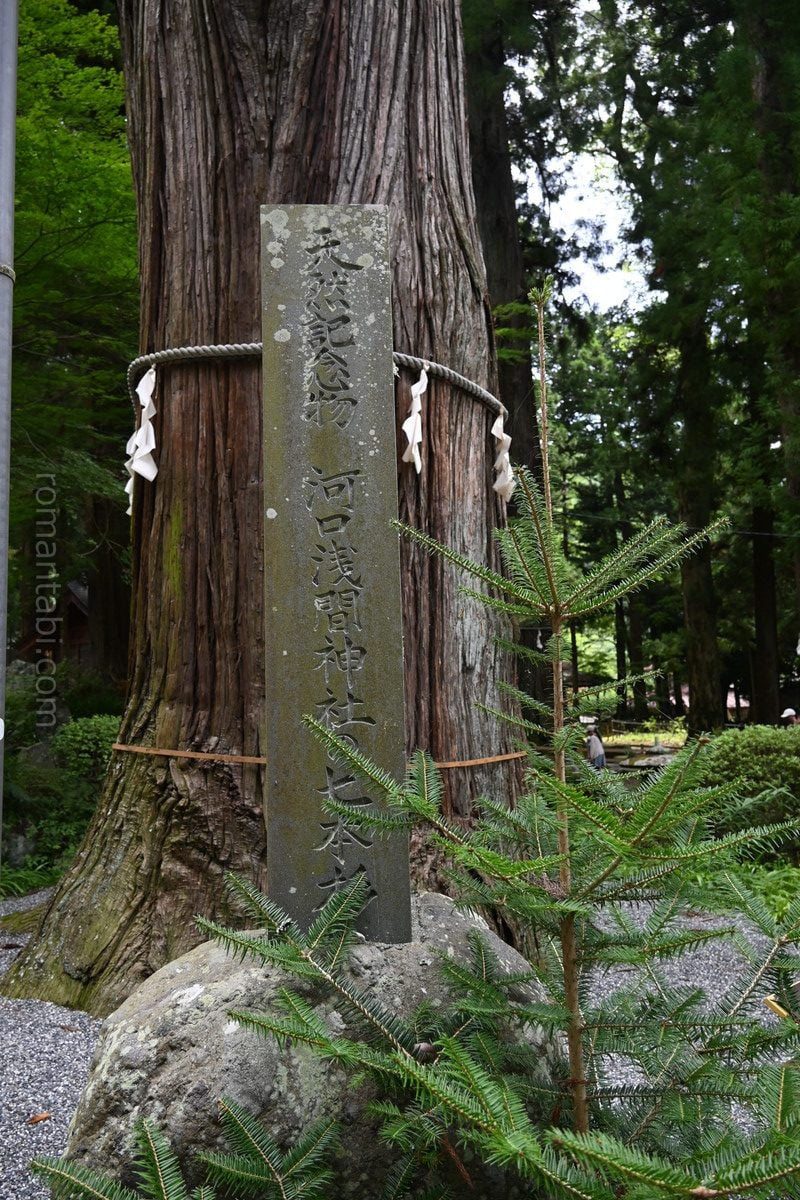 河口浅間神社・御神木