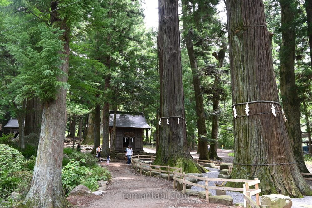 河口浅間神社・御神木