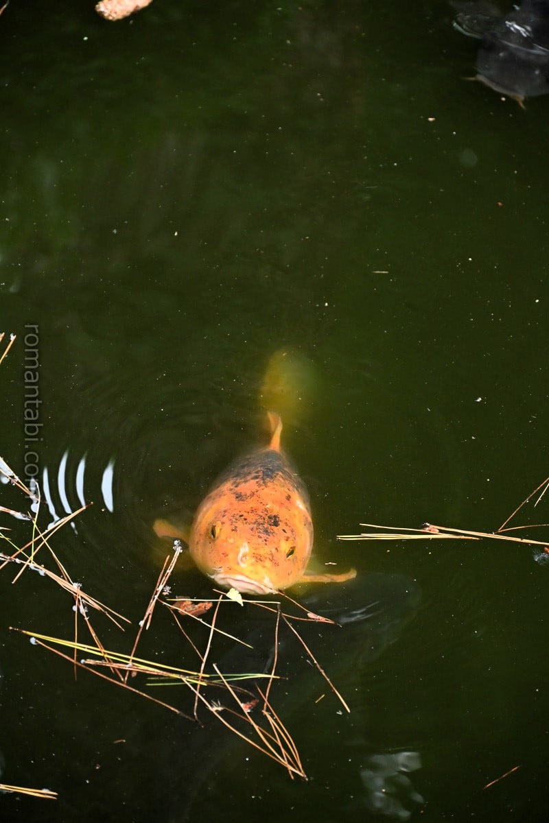 松原神社の池の鯉