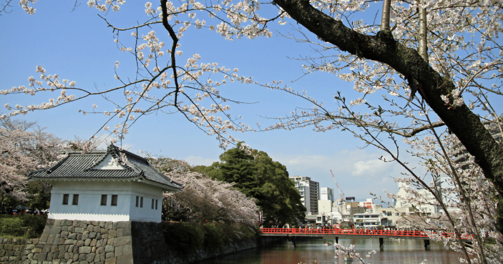 小田原城の赤い学橋と桜