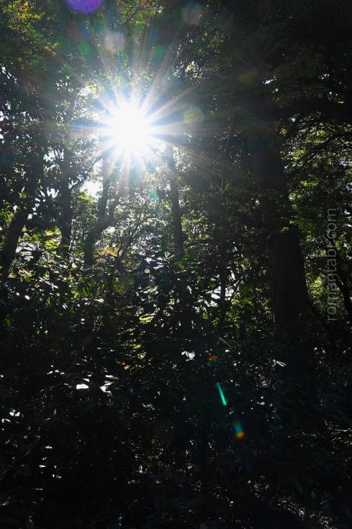 明治神宮の清正井戸からの日差し/Sunlight from the Kiyomasa Well at Meiji Shrine