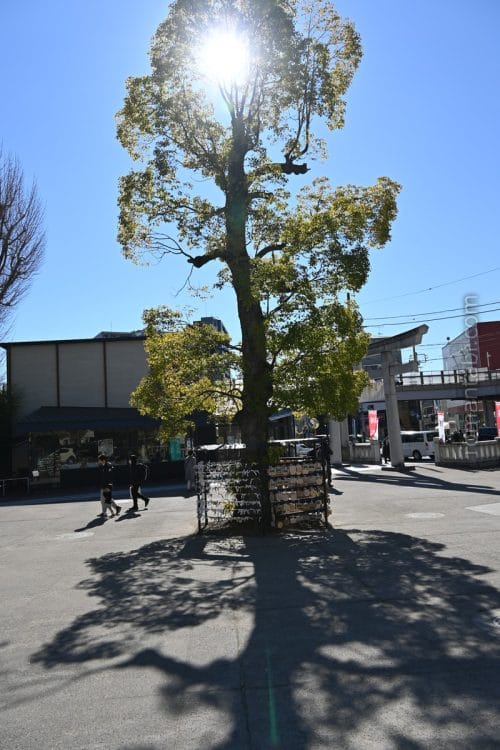 亀有香取神社の大樹と絵馬