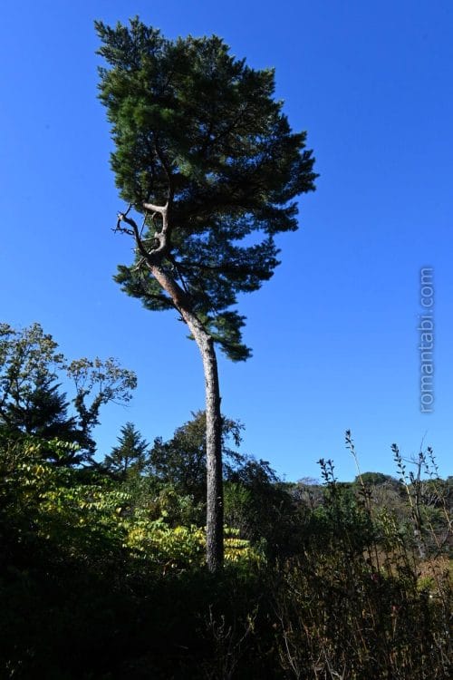 明治神宮御苑/Meiji Shrine Gardens 