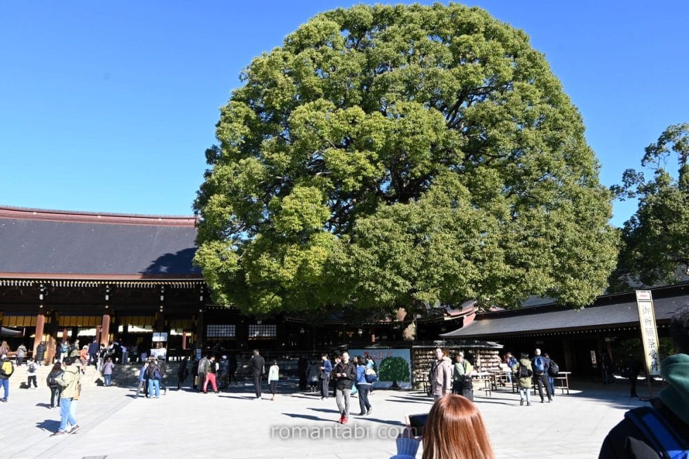 明治神宮の夫婦楠/The pair of camphor trees at Meiji Shrine
