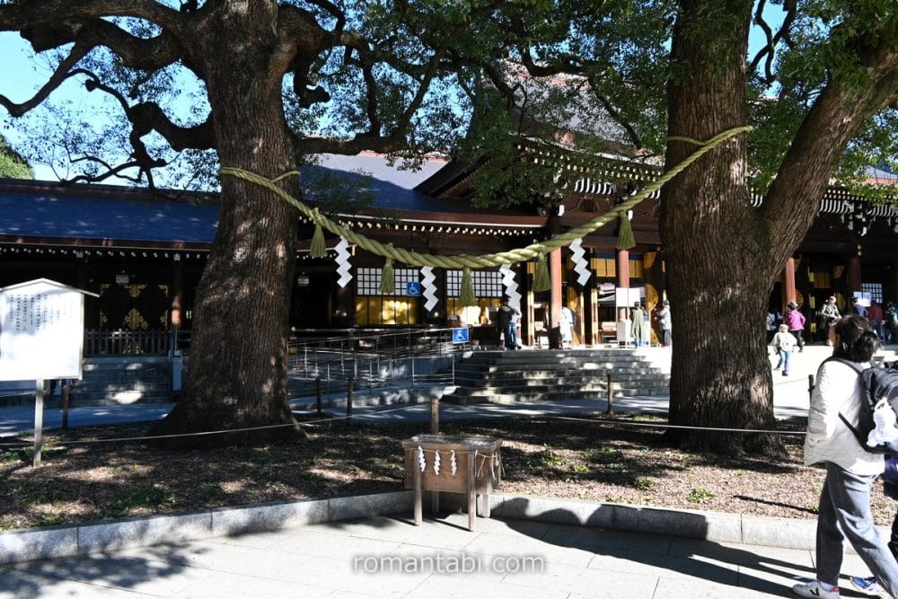 明治神宮の夫婦楠/The pair of camphor trees at Meiji Shrine