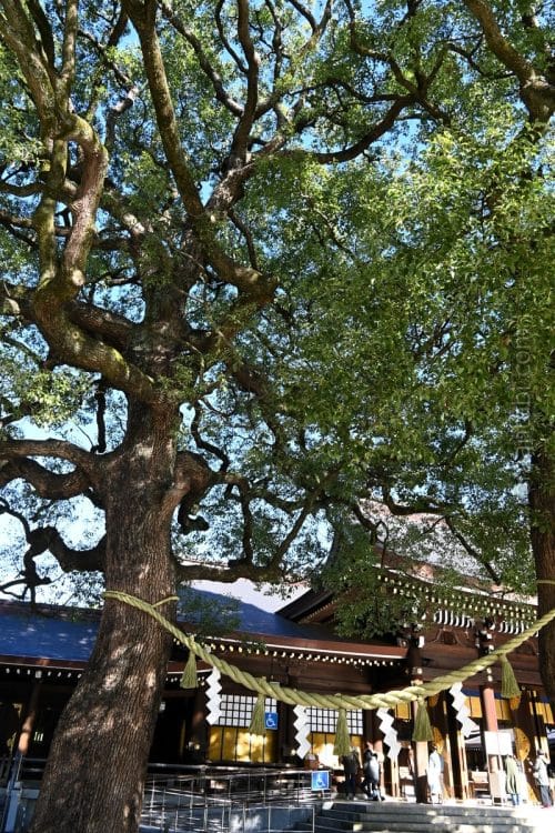 明治神宮の夫婦楠/The pair of camphor trees at Meiji Shrine
