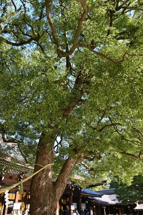 明治神宮の夫婦楠/The pair of camphor trees at Meiji Shrine