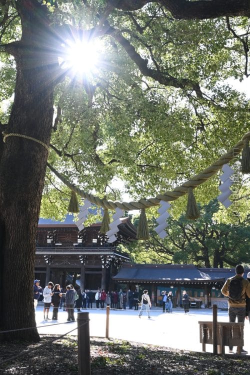 明治神宮の夫婦楠/The pair of camphor trees at Meiji Shrine