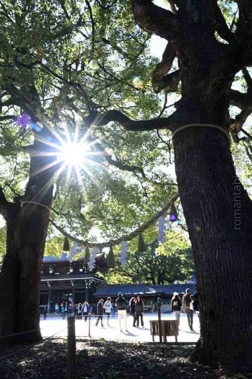 明治神宮の夫婦楠/The pair of camphor trees at Meiji Shrine