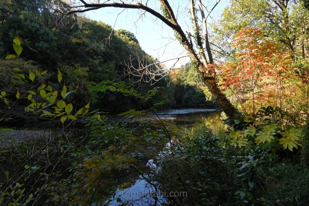 明治神宮御苑 中の島 /Meiji Shrine Gardens Nakanoshima