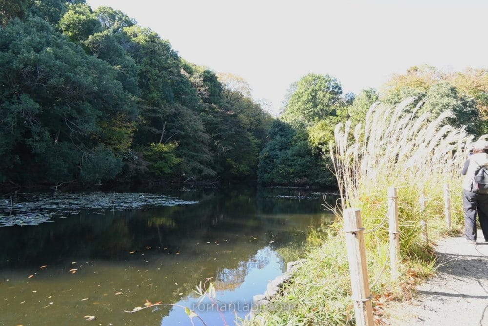 明治神宮 南池/Meiji Shrine South Pond