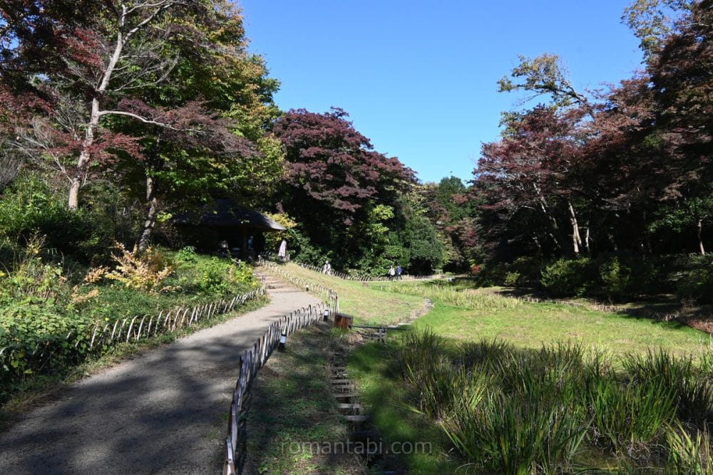 明治神宮御苑・花菖蒲/Meiji Shrine Gardens - Iris flowers