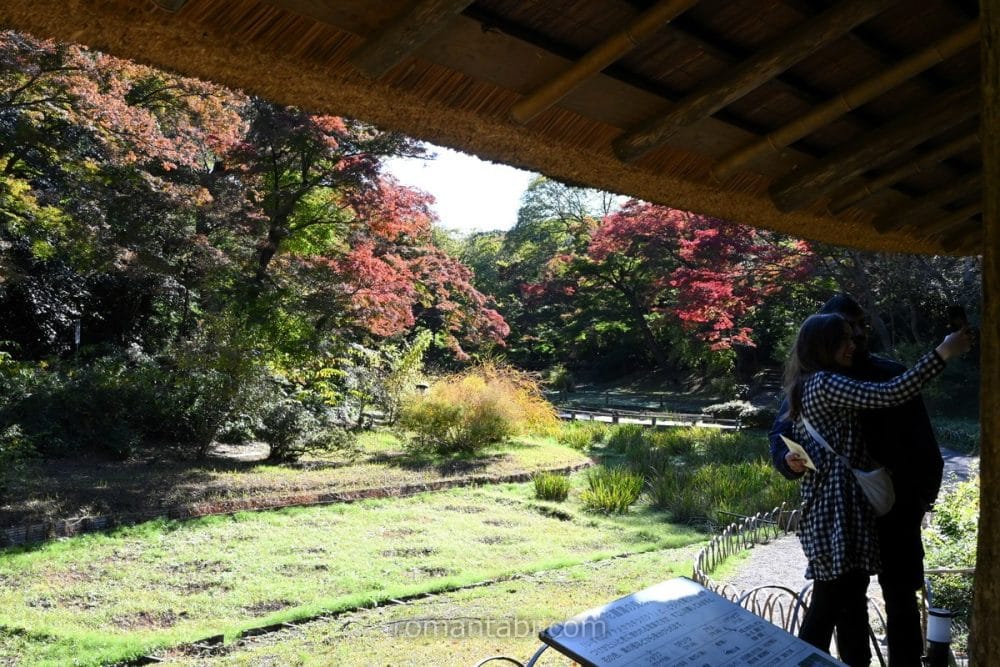 明治神宮御苑・花菖蒲/Meiji Shrine Gardens - Iris flowers