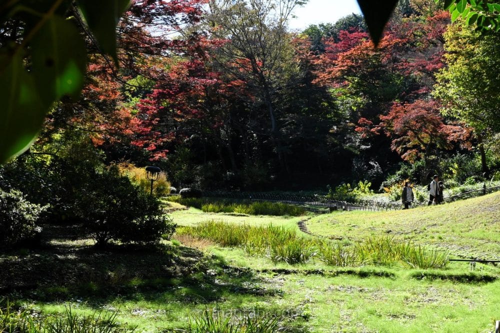 明治神宮御苑・花菖蒲/Meiji Shrine Gardens - Iris flowers