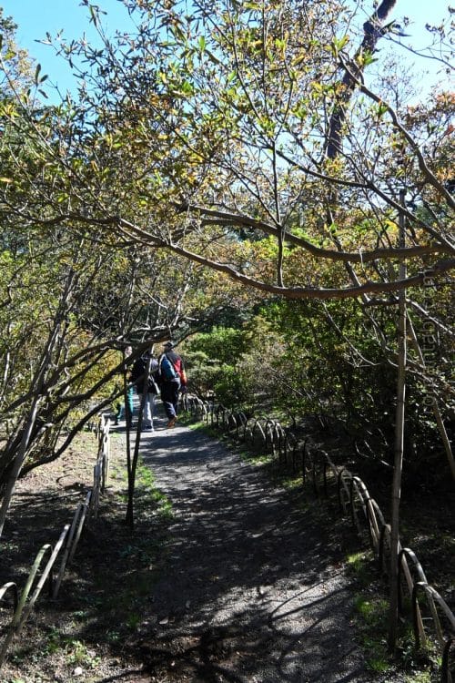 明治神宮御苑 つつじ山/Meiji Shrine Gardens 