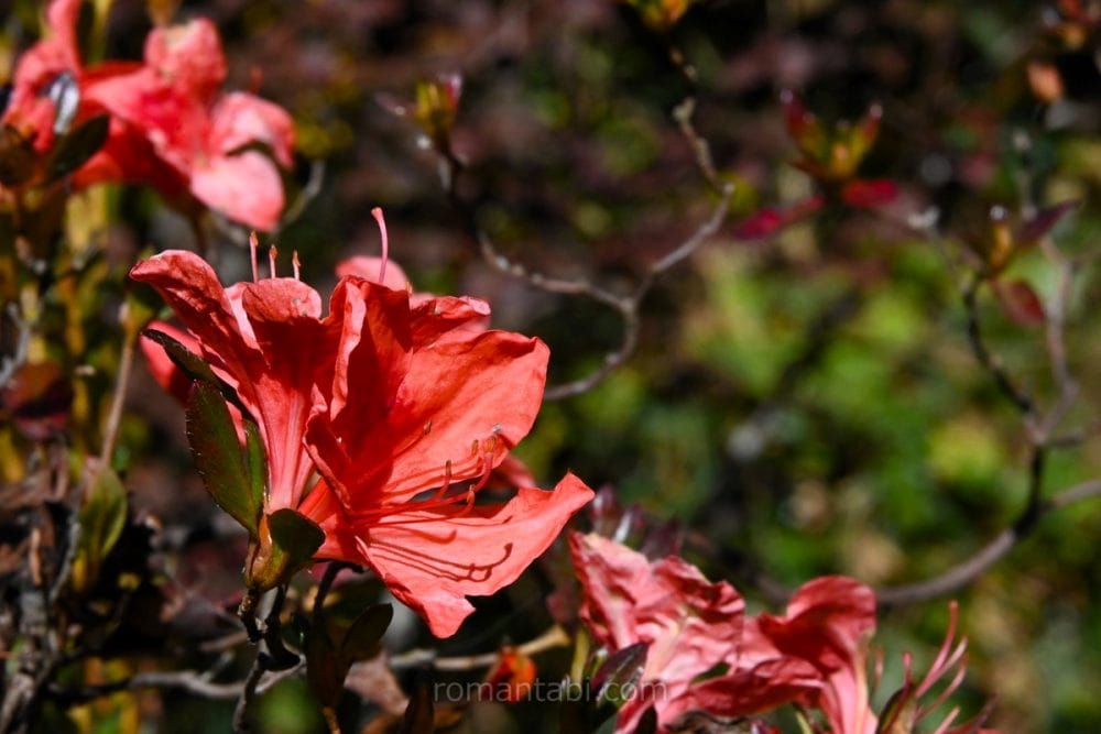 明治神宮御苑 つつじ山/Meiji Shrine Gardens 