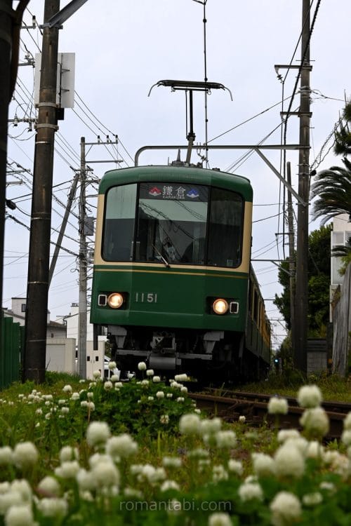 白い花と江ノ電