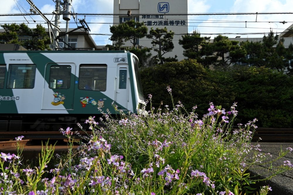 七里ヶ浜高校の前を通る江ノ電