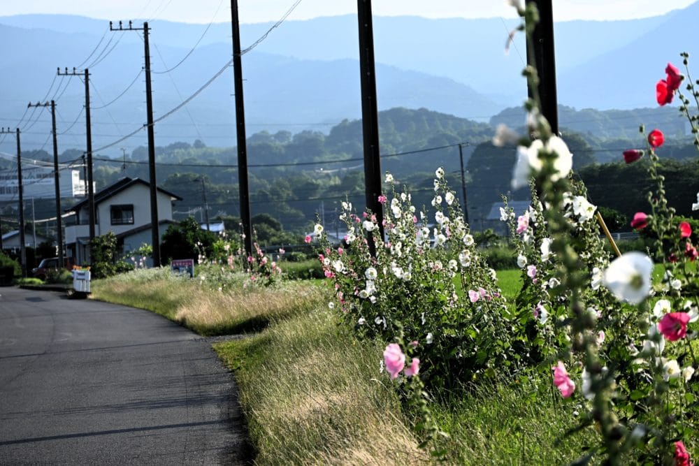 開成あじさい祭り・ハナアオイロード