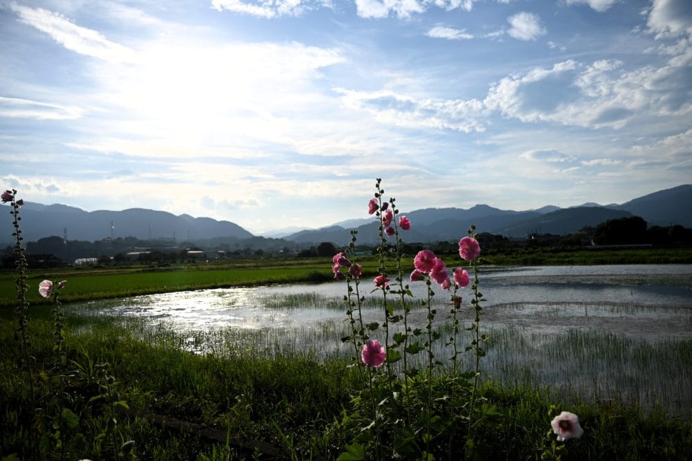 開成あじさい祭り・ハナアオイロード