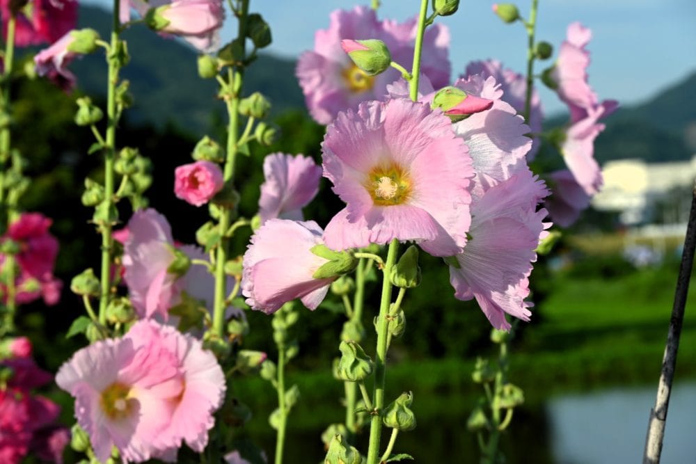 開成あじさい祭り・ハナアオイロード