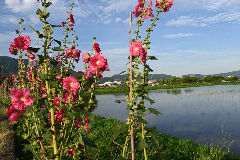 開成あじさい祭り・ハナアオイロード