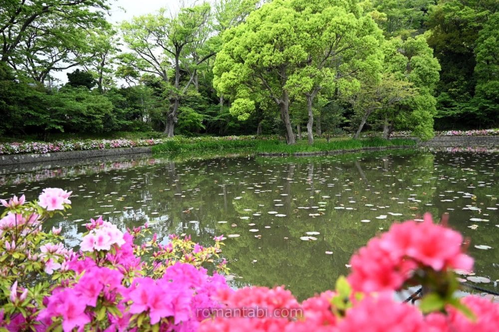 鎌倉・鶴岡八幡宮の池とつつじ