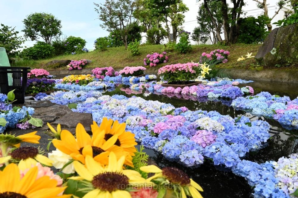 開成あじさい祭り・あじさい池