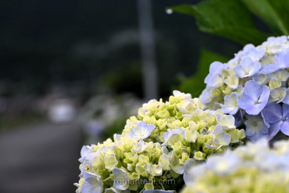 開成あじさい祭り・アナベル