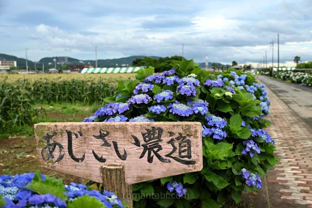 開成町あじさいまつり・あじさい農道