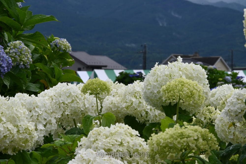 開成あじさい祭り・アナベル