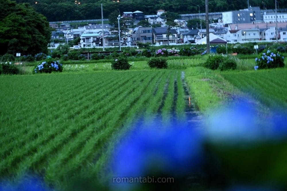 開成町・紫陽花ブルー