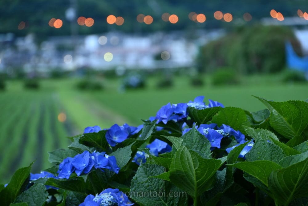 開成町・紫陽花ブルー