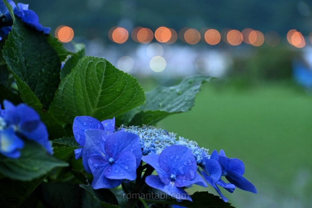 開成町・紫陽花ブルー