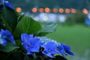 フォトジェニックな開成あじさい祭りへ！紫陽花と水車、あじさい池