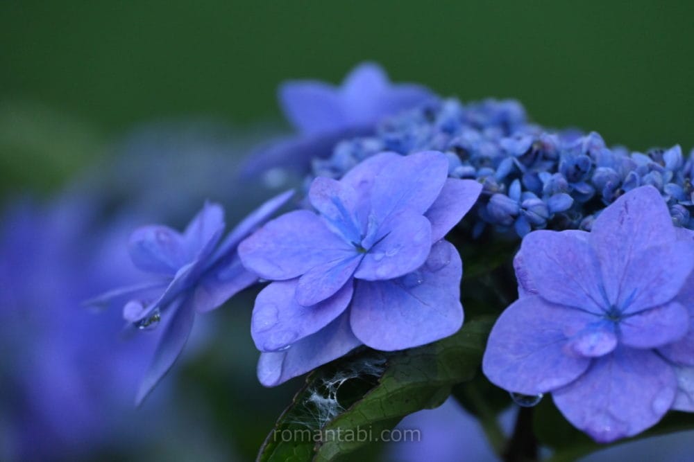 開成町・紫陽花ブルー