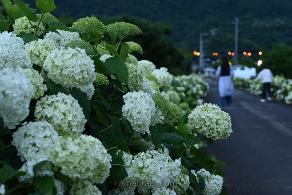 開成あじさい祭り・アナベル