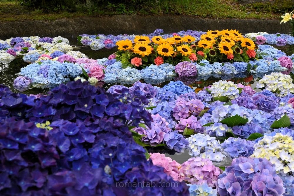 開成あじさい祭り・あじさい池