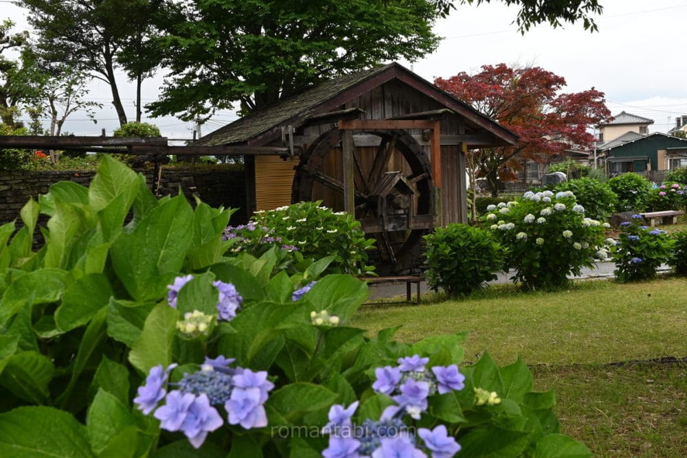 開成あじさい祭り・水車