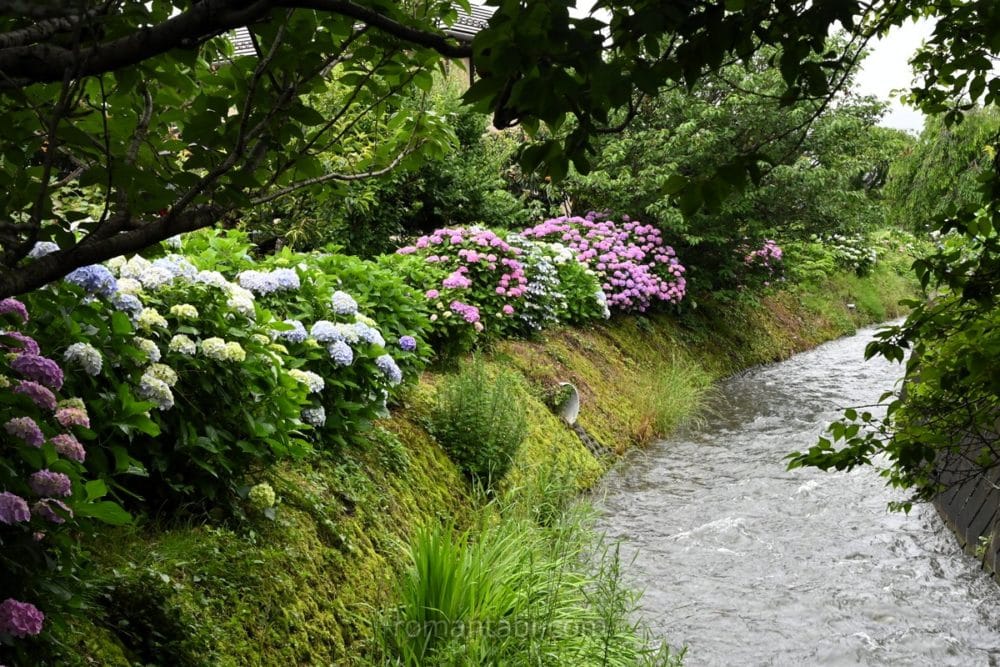 開成町あじさいまつり・小川と紫陽花