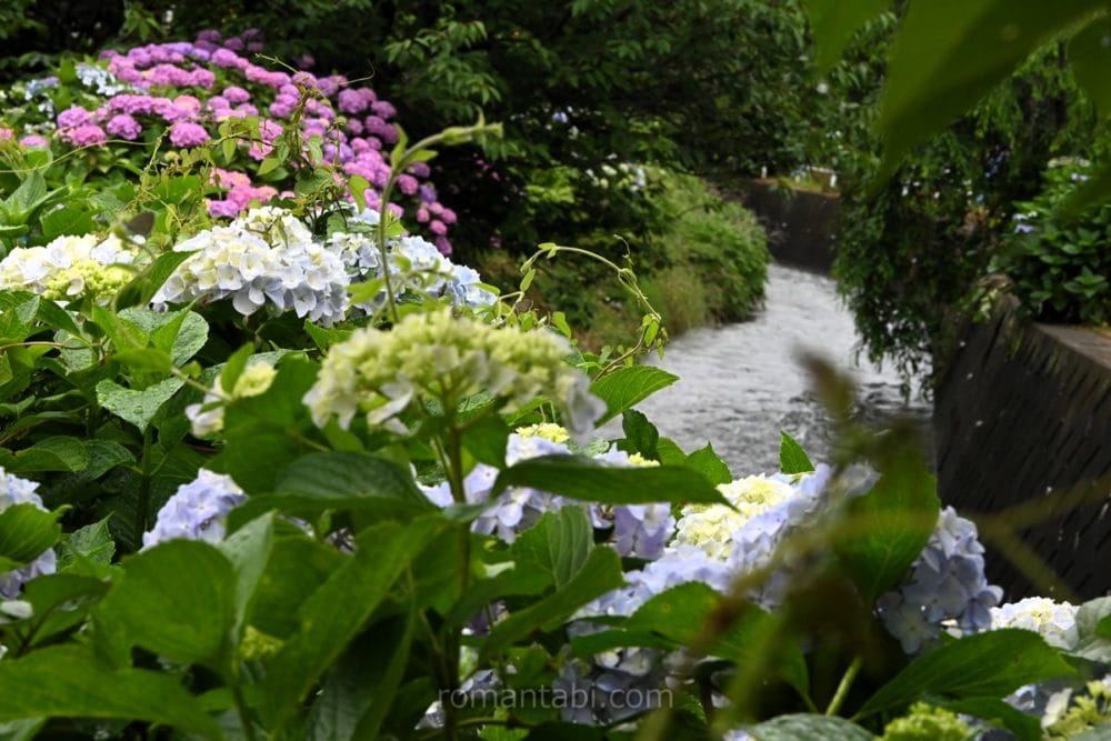 開成町あじさいまつり・小川と紫陽花